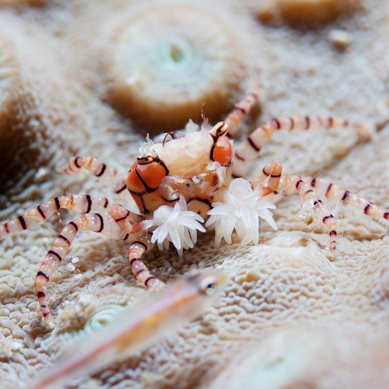 Pom-Pom Crab