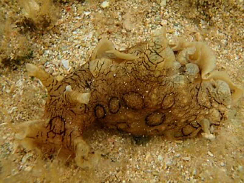 Sea Hare