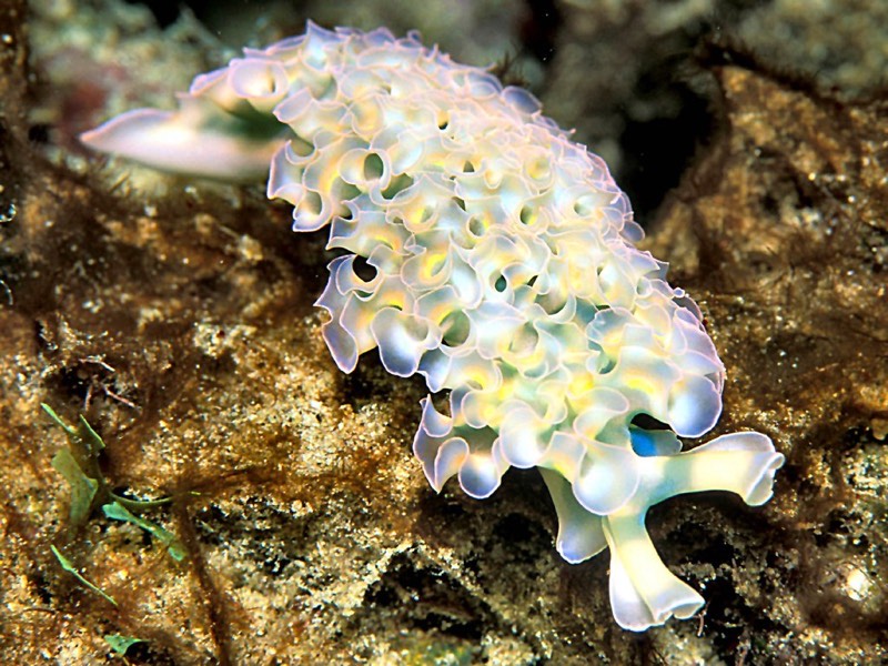 Lettuce Sea Slug