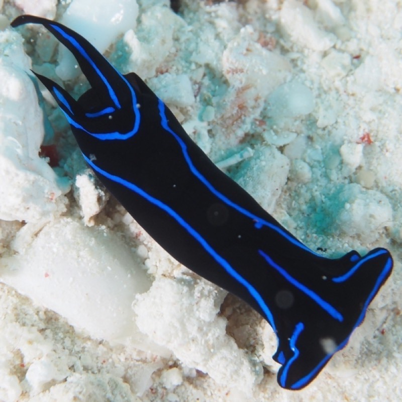Blue Velvet Sea Slug