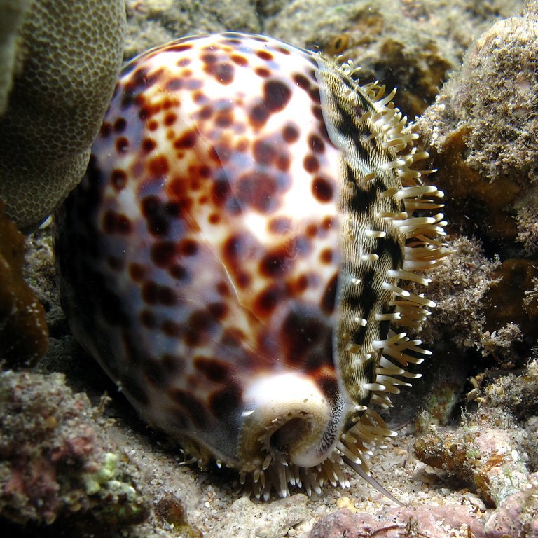 Cowrie
