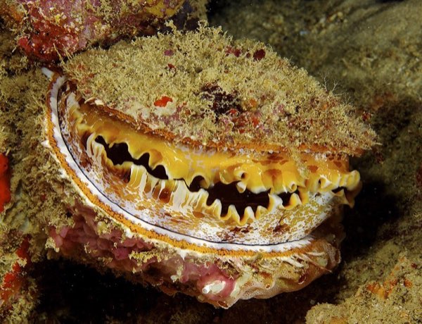 Oyster
