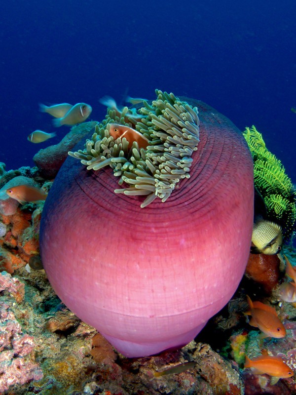 Magnificent Anemone