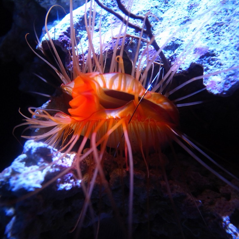 Flame Scallop