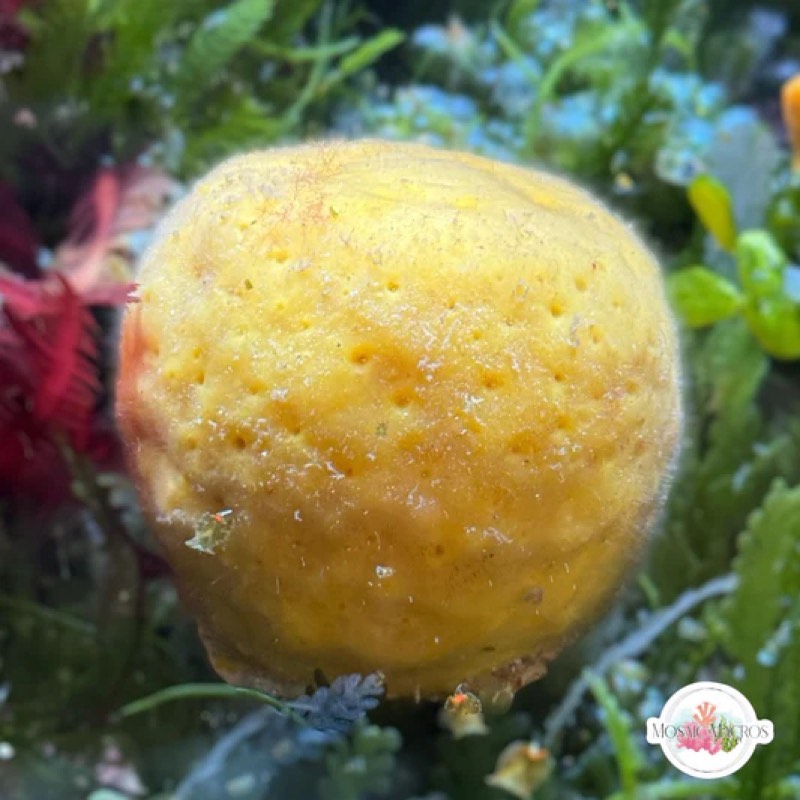 Blue Ball Sponge