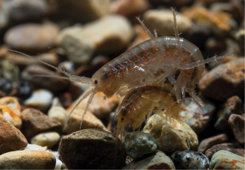 Amphipods